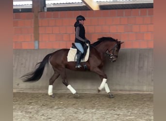 Hannoveriano, Yegua, 5 años, 163 cm, Alazán-tostado