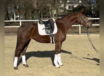 Hannoveriano, Yegua, 5 años, 163 cm, Alazán-tostado