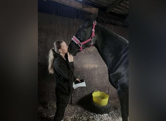 Hannoveriano, Yegua, 5 años, 163 cm, Castaño oscuro