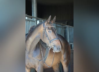 Hannoveriano, Yegua, 5 años, 163 cm, Castaño oscuro