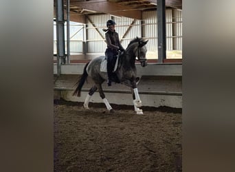 Hannoveriano, Yegua, 5 años, 163 cm, Tordo