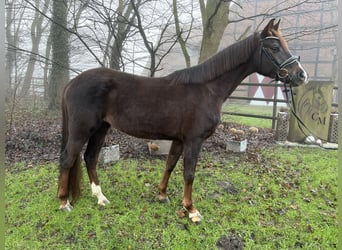 Hannoveriano, Yegua, 5 años, 164 cm, Alazán-tostado