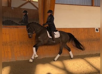 Hannoveriano, Yegua, 5 años, 164 cm, Castaño oscuro