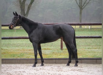 Hannoveriano, Yegua, 5 años, 164 cm, Castaño oscuro