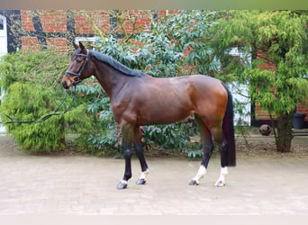 Hannoveriano, Yegua, 5 años, 164 cm, Castaño oscuro