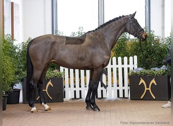 Hannoveriano, Yegua, 5 años, 164 cm, Castaño oscuro