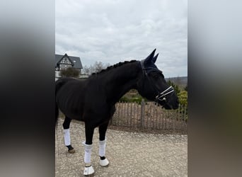 Hannoveriano, Yegua, 5 años, 164 cm, Negro