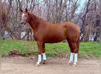 Hannoveriano, Yegua, 5 años, 165 cm, Alazán