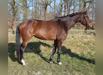 Hannoveriano, Yegua, 5 años, 165 cm, Castaño