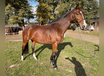 Hannoveriano, Yegua, 5 años, 165 cm, Castaño