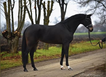 Hannoveriano, Yegua, 5 años, 165 cm, Castaño oscuro