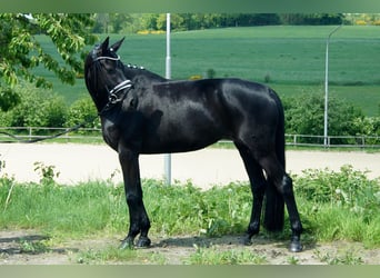 Hannoveriano, Yegua, 5 años, 165 cm, Negro