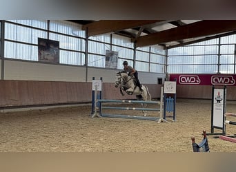 Hannoveriano, Yegua, 5 años, 165 cm, Tordo rodado