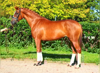 Hannoveriano, Yegua, 5 años, 166 cm, Alazán