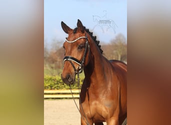 Hannoveriano, Yegua, 5 años, 166 cm, Castaño