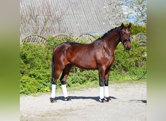 Hannoveriano, Yegua, 5 años, 166 cm, Castaño