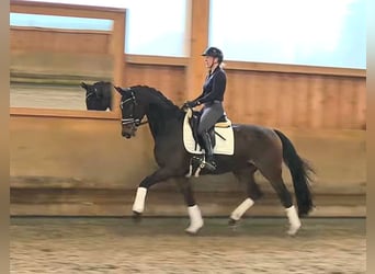 Hannoveriano, Yegua, 5 años, 166 cm, Castaño