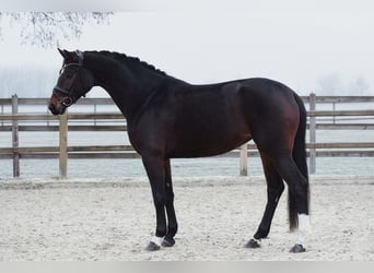 Hannoveriano, Yegua, 5 años, 166 cm, Castaño oscuro