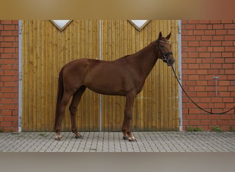 Hannoveriano, Yegua, 5 años, 167 cm, Alazán-tostado