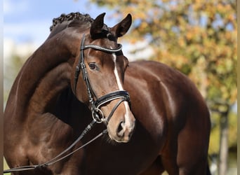 Hannoveriano, Yegua, 5 años, 167 cm, Castaño oscuro