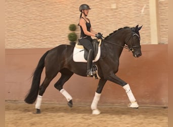 Hannoveriano, Yegua, 5 años, 167 cm, Negro