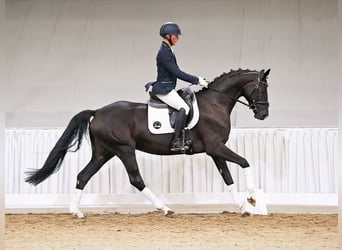 Hannoveriano, Yegua, 5 años, 167 cm, Negro