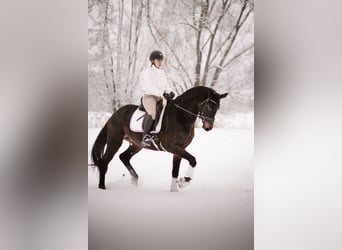 Hannoveriano, Yegua, 5 años, 168 cm, Castaño oscuro