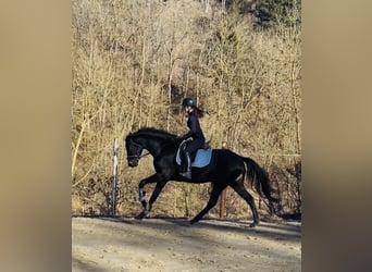 Hannoveriano, Yegua, 5 años, 168 cm, Morcillo