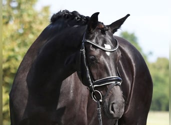Hannoveriano, Yegua, 5 años, 168 cm, Negro