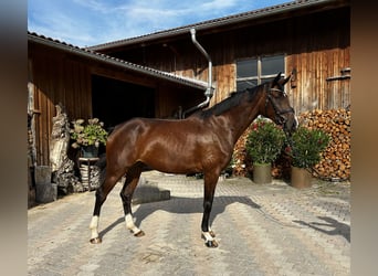 Hannoveriano, Yegua, 5 años, 169 cm, Castaño