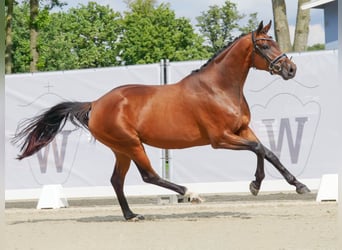 Hannoveriano, Yegua, 5 años, 169 cm, Castaño oscuro