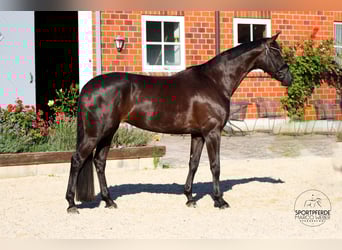Hannoveriano, Yegua, 5 años, 169 cm, Negro