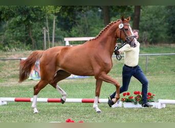 Hannoveriano, Yegua, 5 años, 170 cm, Alazán