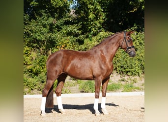 Hannoveriano, Yegua, 5 años, 170 cm, Alazán-tostado