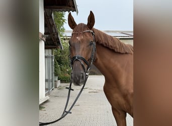 Hannoveriano, Yegua, 5 años, 170 cm, Alazán-tostado