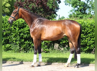 Hannoveriano, Yegua, 5 años, 170 cm, Castaño