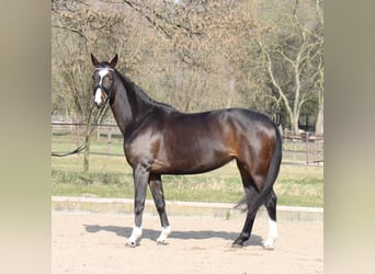 Hannoveriano, Yegua, 5 años, 170 cm, Castaño oscuro