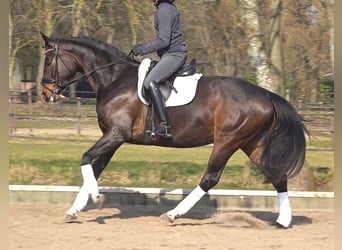 Hannoveriano, Yegua, 5 años, 170 cm, Castaño oscuro