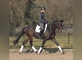 Hannoveriano, Yegua, 5 años, 170 cm, Castaño oscuro