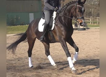 Hannoveriano, Yegua, 5 años, 170 cm, Castaño oscuro