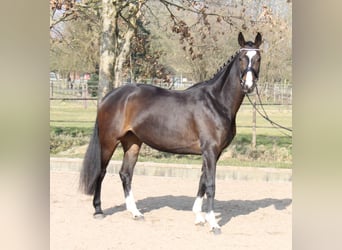 Hannoveriano, Yegua, 5 años, 170 cm, Castaño oscuro