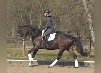 Hannoveriano, Yegua, 5 años, 170 cm, Castaño oscuro