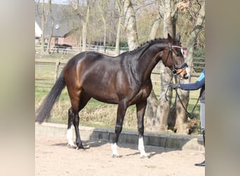 Hannoveriano, Yegua, 5 años, 170 cm, Castaño oscuro