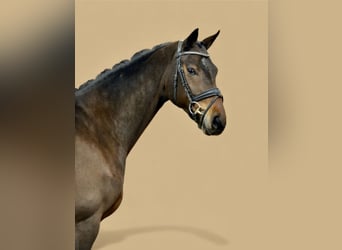 Hannoveriano, Yegua, 5 años, 170 cm, Castaño oscuro