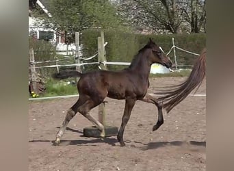 Hannoveriano, Yegua, 5 años, 170 cm, Morcillo