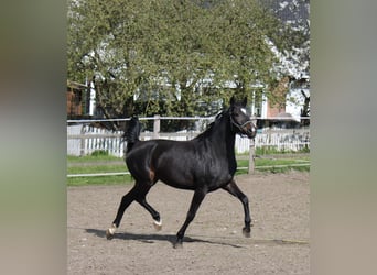 Hannoveriano, Yegua, 5 años, 170 cm, Morcillo