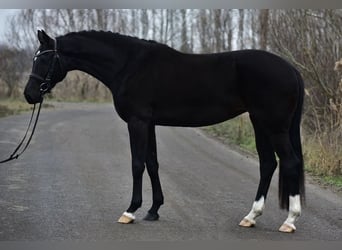 Hannoveriano, Yegua, 5 años, 170 cm, Negro