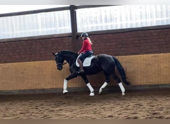 Hannoveriano, Yegua, 5 años, 170 cm, Negro