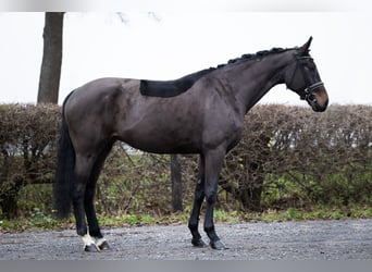 Hannoveriano, Yegua, 5 años, 171 cm, Castaño oscuro