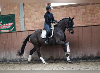 Hannoveriano, Yegua, 5 años, 171 cm, Castaño oscuro